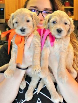 Bella X Bentley Pups at 5 Weeks 002