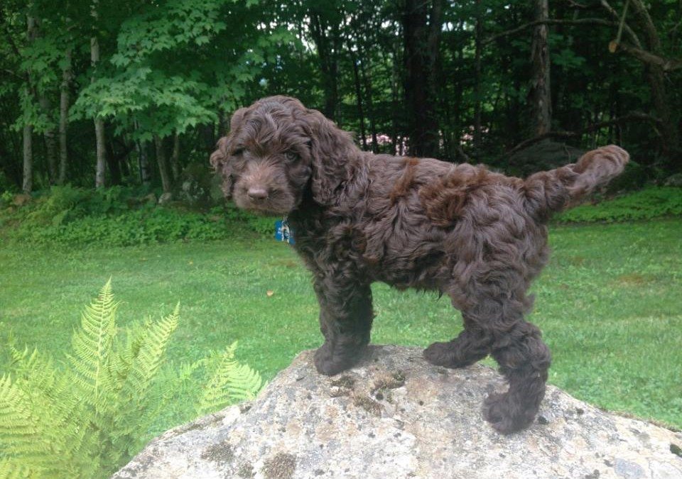 Fozzie