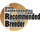 Recommended Goldendoodle Breeder