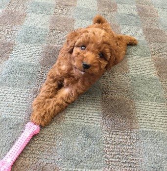 Nala