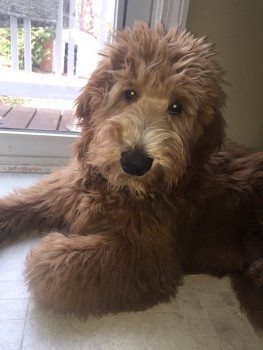 charlie the goldendoodle