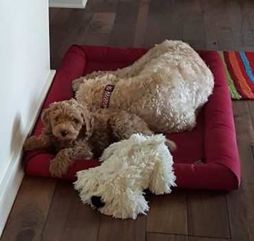Teddy