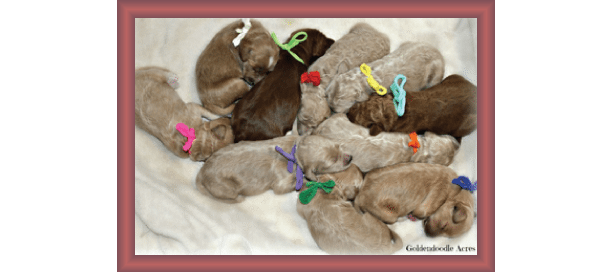 Goldendoodle Colors