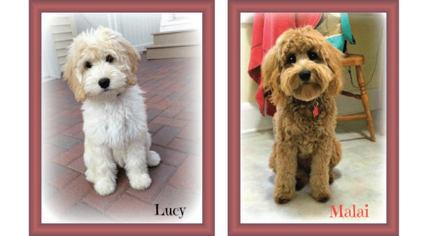 curly goldendoodle puppy