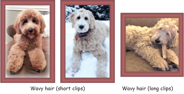 Goldendoodle Coat Types And Textures