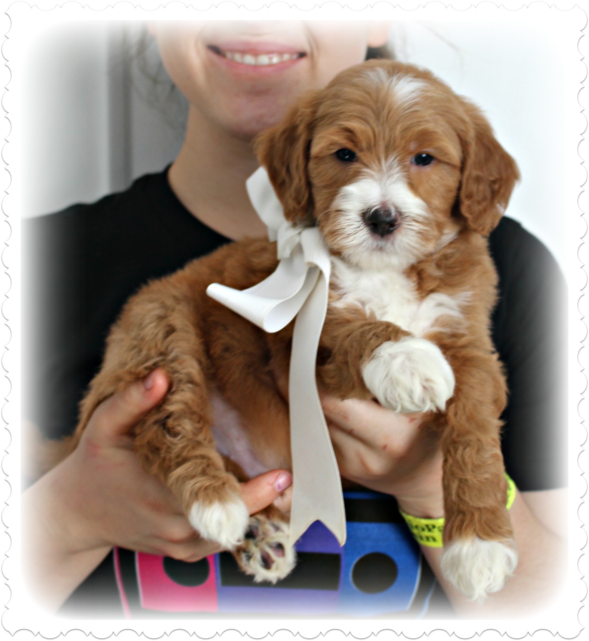 Goldendoodle 6 hot sale weeks