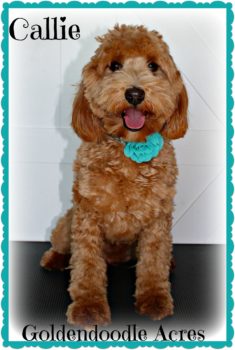 Mini Goldendoodles in Wisconsin