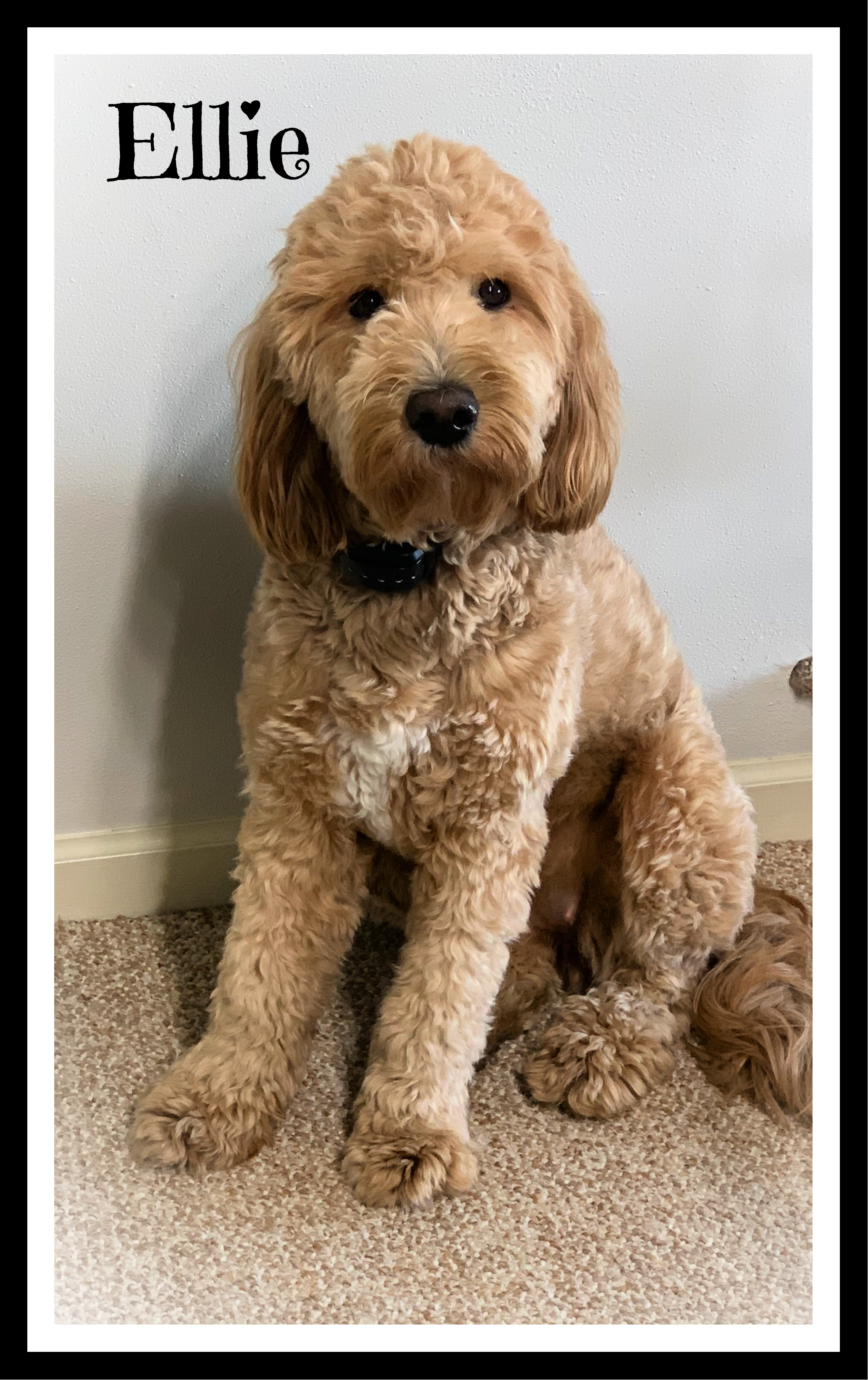 40 sales lb goldendoodle