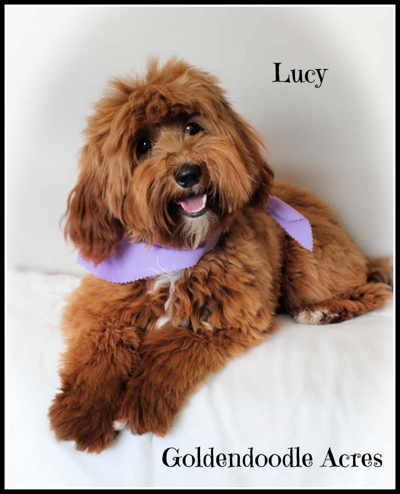 Lucy H. WEBSITE