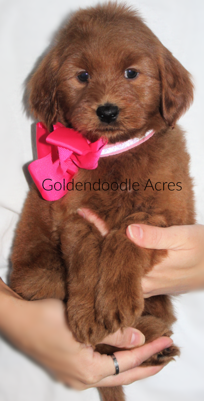 Lucy x Chewy 6 weeks Pink