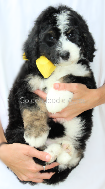 Nora x Sully 6 Weeks Yellow 6-24