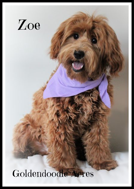 Zoe with border