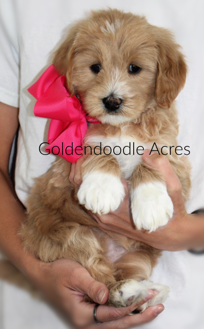 Butter x Ollie 6 weeks Pink 4-24