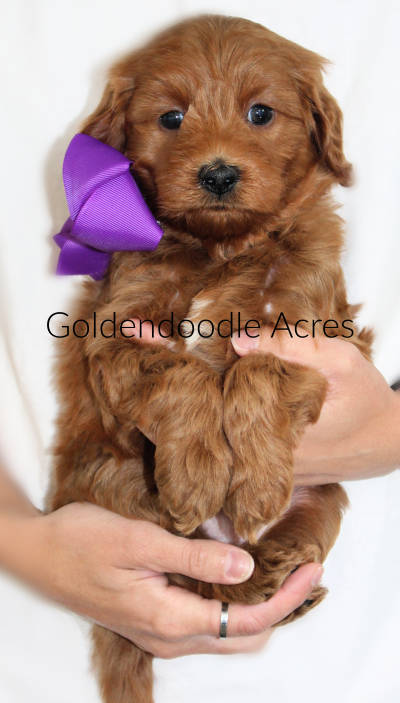 Butter x Ollie 6 weeks Purple 4-24