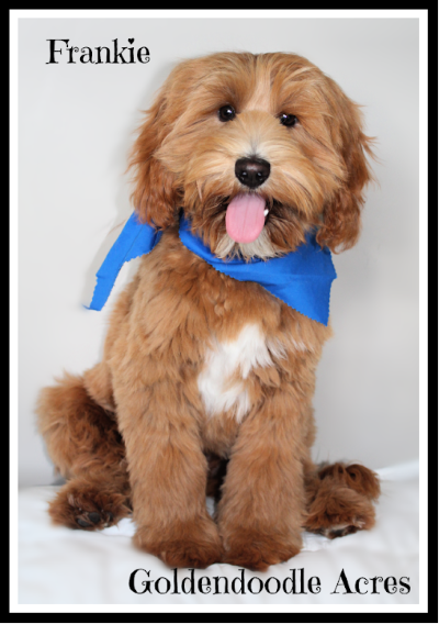 Frankie Website
