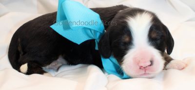 Annie x Bernie Light Blue