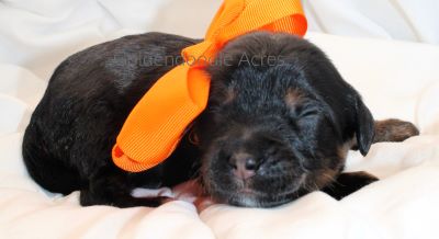 Annie x Bernie Orange