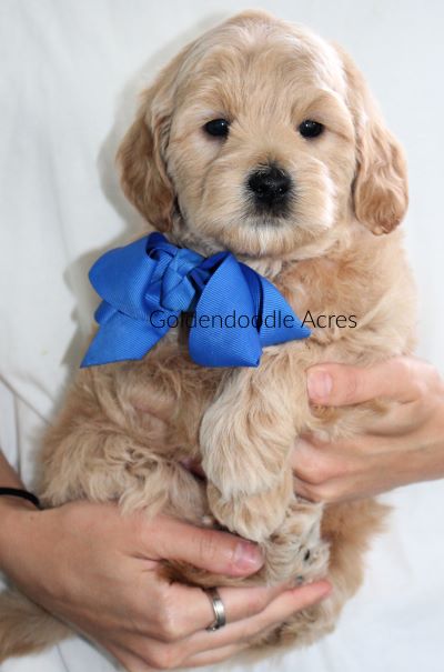 Bear x Rowen Blue 6 Weeks