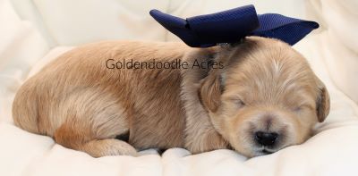 Bear x Rowen Blue M