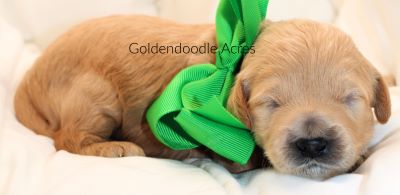 Bear x Rowen Green M