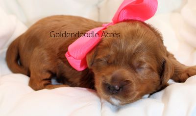 Bear x Rowen Pink F