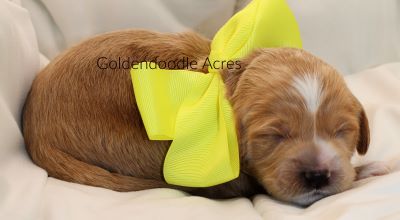 Bear x Rowen Yellow F