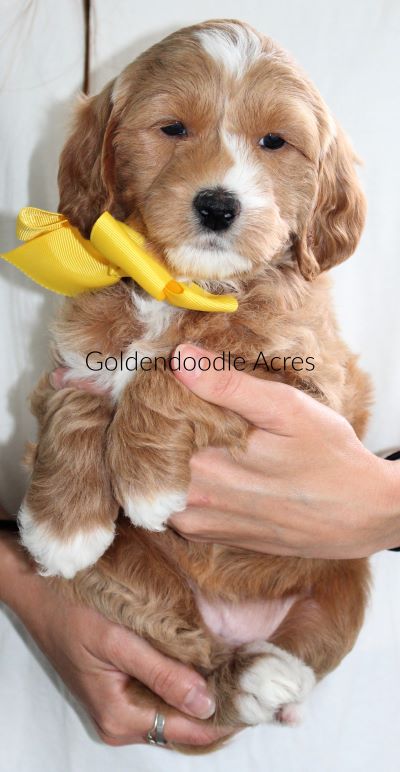 Bear x Rowen Yellow