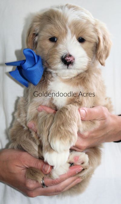 Butter x Ollie Blue 6 weeks