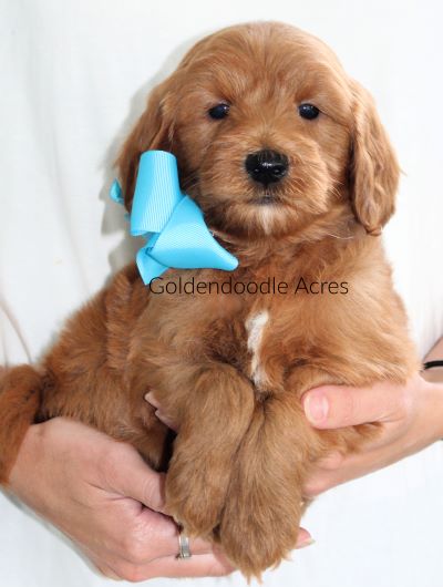 Butter x Ollie Ligth Blue 6 Weeks