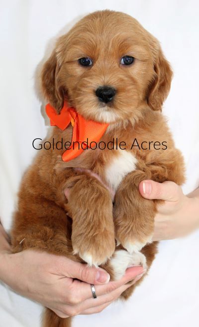Mango x Cash Orange 6 weeks