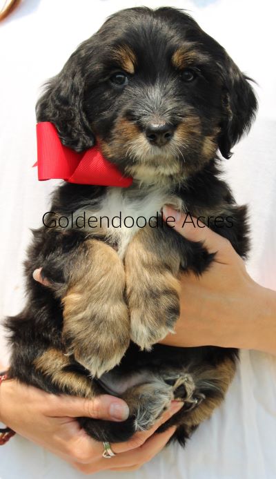 Nina x Bernie RED 6wks