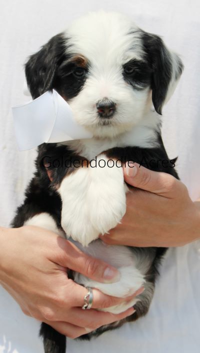 Nina x Bernie White 6wks